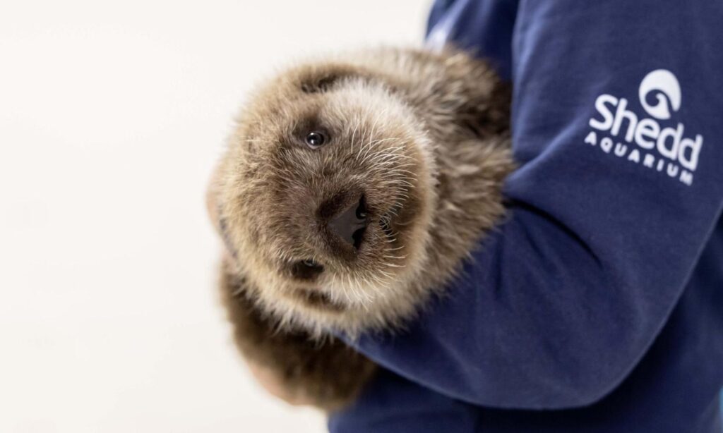 Orphaned Alaskan sea otter given second chance at life in Chicago