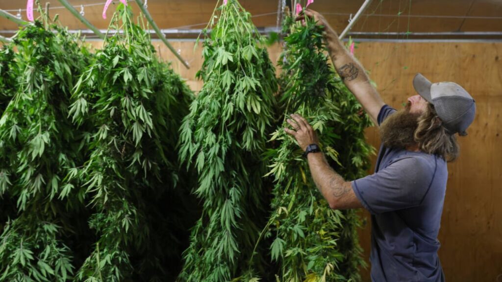 This Florida City is Minting Millions of Tax Revenue from Weed