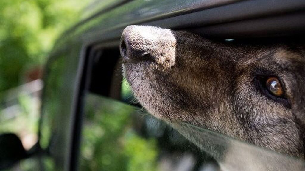 Is It Illegal To Leave Your Dog in The Car in Ohio? Here’s What Law Says