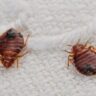Bed Bug Alert! These 3 North Carolina Cities Are Ranked Worst in America