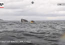 Video shows humpback whale swallow kayaker