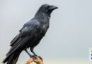 Mystery sniper killing dozens of crows in this Los Angeles neighborhood