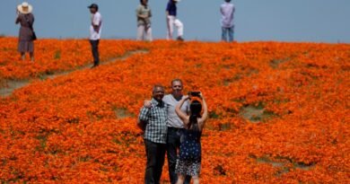 Super bloom substitute: Where to see California wildflowers even in drier years