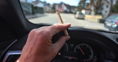 More than 80% of cannabis users admit to driving within hours of consuming: report