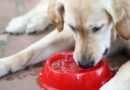 Texas Passes New Pet Feeder Law: How It Impacts Pet Owners and Businesses