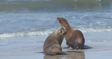 Man wanted in gruesome Christmas day sea lion decapitation on California beach