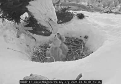 1 of Big Bear’s eaglets appears to be missing from its nest