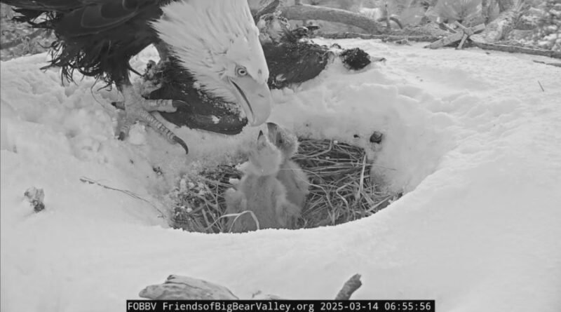 1 of Big Bear’s eaglets appears to be missing from its nest