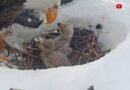 Big Bear bald eagle chick still missing; experts debunk ‘inaccurate information’