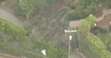 Power lines spark and smoke after large tree topples in Beverly Crest