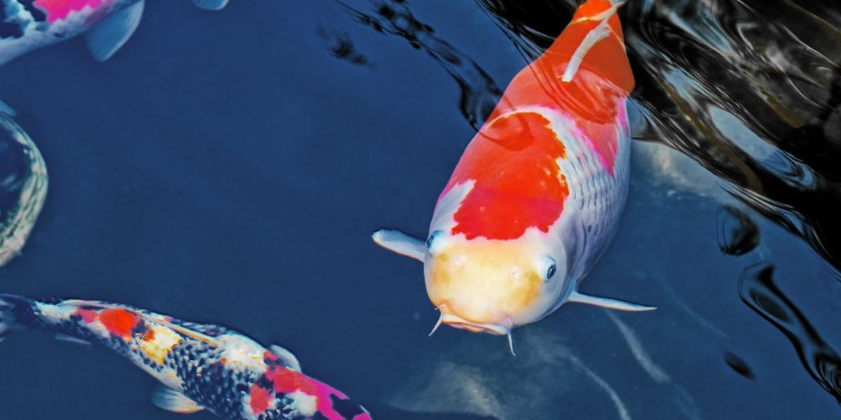 85 Koi Fish Stolen from Restaurant Pond, Sheriff Reports