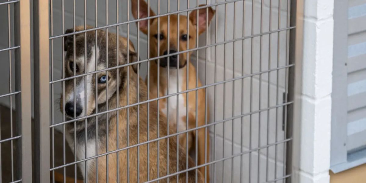 California Dog Trainer Faces 13 Years in Prison for Animal Cruelty in Deaths of 11 Dogs
