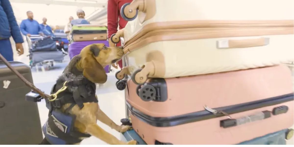 Man Deported for Assaulting CBP Dog That Found 100 Pounds of Illegal Food