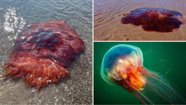 Massive Jellyfish Spotted in New England, Beachgoers Urged to Stay Away