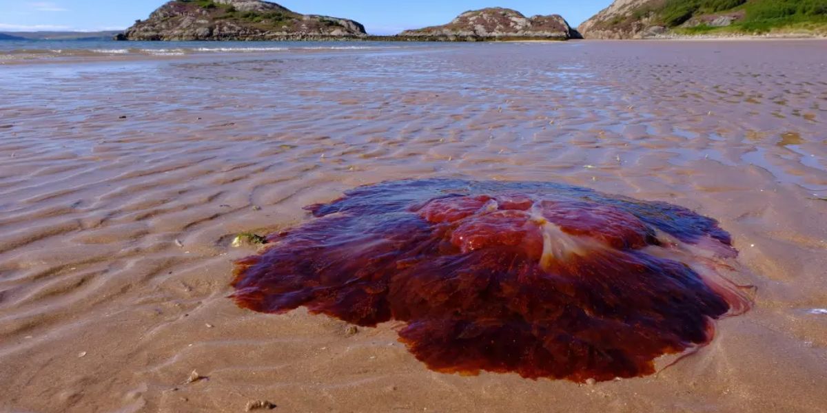 Massive Jellyfish Spotted in New England, Beachgoers Urged to Stay Away
