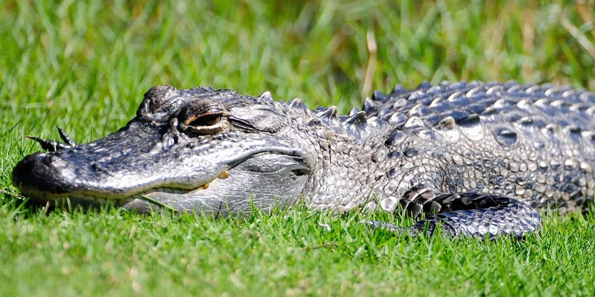 Woman Mauled by Alligator While Canoeing in Florida, Officials Issue Safety Warnings