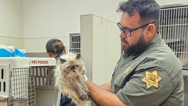 134 Cats Rescued from U-Haul Van in California, Many Found Dead or Starving