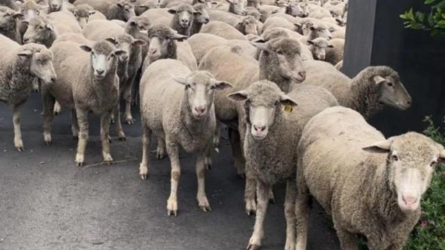 'Grass wasn’t greener on the other side': Hundreds of Sheep Wander Onto California Mountain Road