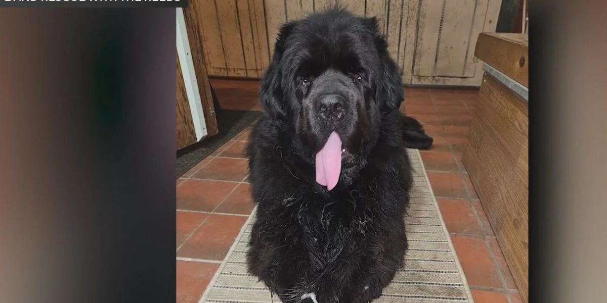 Ohio Dog Dies of Heat Stroke Despite AC Tragedy Prompts Warning for Pet Owners