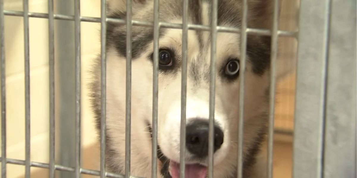 SJ Animal Care Prepares for Surge in Lost Pets Amid Fireworks Season